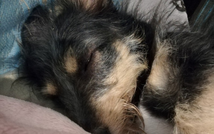 Zbiórka Wszystko dla zwierzaków - zdjęcie główne