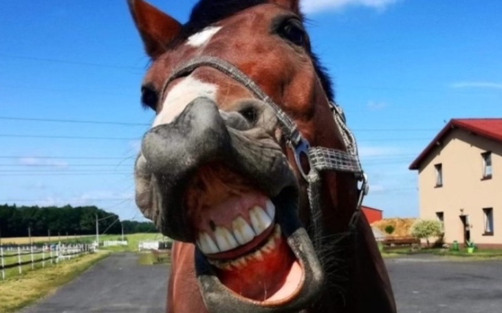 Koń z szerokim uśmiechem, stojący na tle niebieskiego nieba.