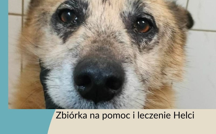 Zbiórka Na leczenie Helci i COLINA - zdjęcie główne