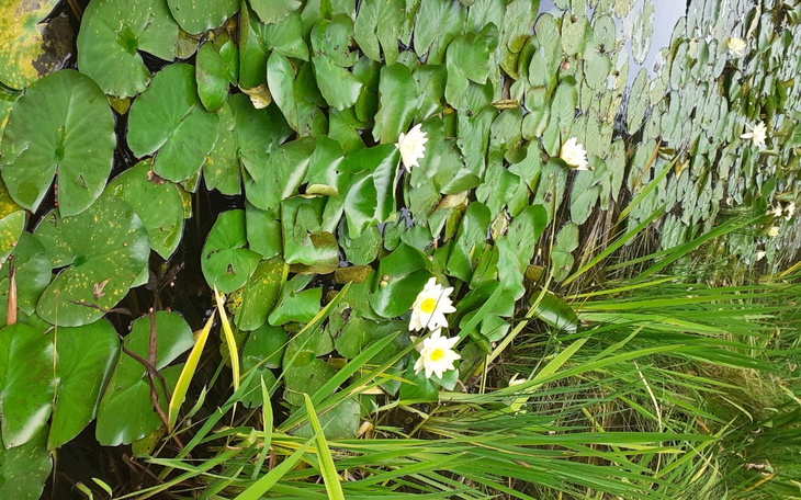 Zbiórka Samotna matka zbiera na piec - zdjęcie główne