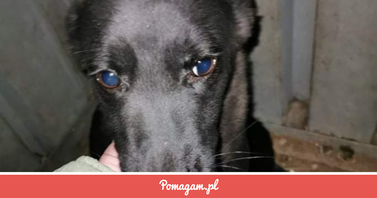 zrzutka-na-do-cierpienia-fundacja-akceptacja-pomagam-pl