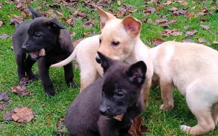 Trzy szczeniaki bawiące się na trawie, różne kolory.