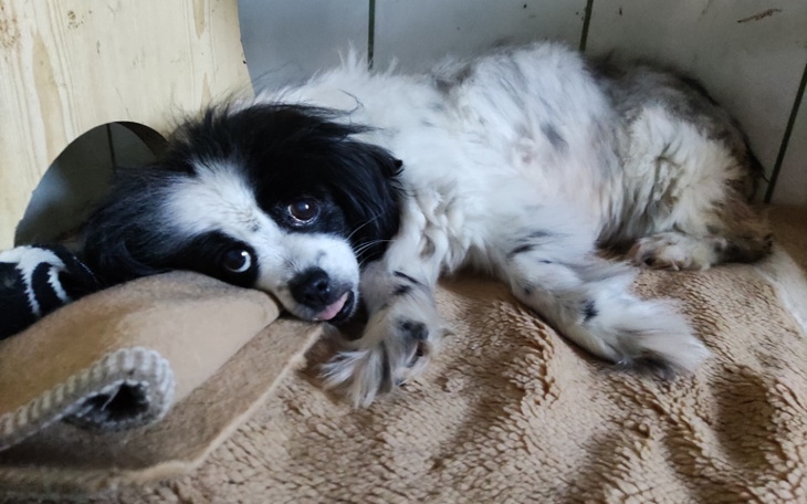 Zbiórka Godna starość bez bólu dla Cziki - zdjęcie główne