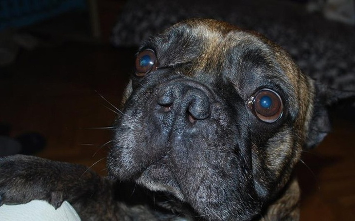 Zbiórka Duszę się! Pomoc dla Ptysia! - zdjęcie główne