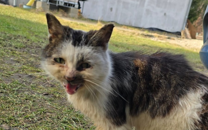 Stary kot na trawie, z wyraźnymi oznakami starości.
