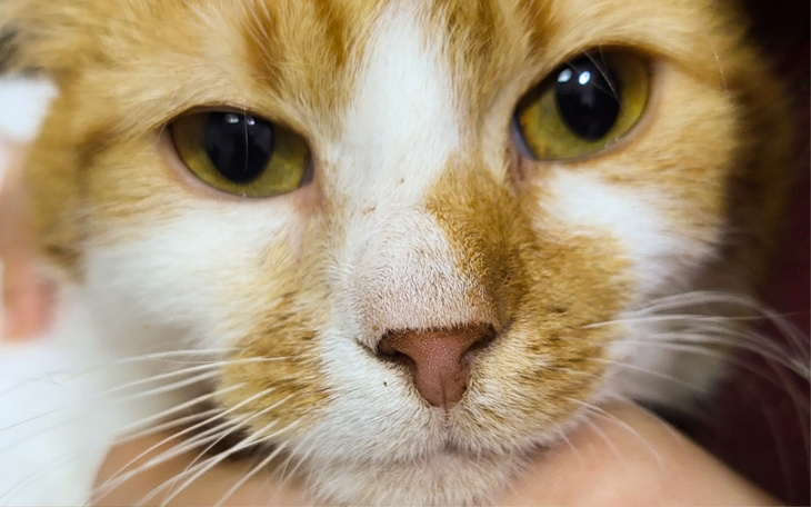 Zbliżenie na kota o pomarańczowym futrze, patrzącego w obiektyw.