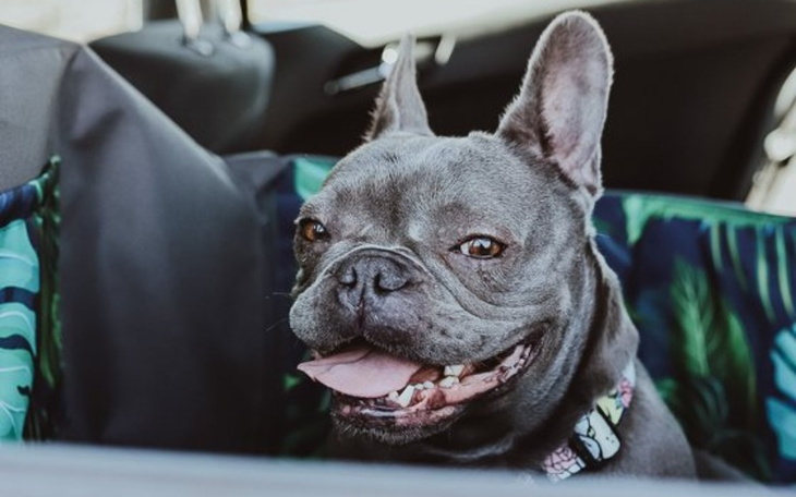 Szczęśliwy pies rasy buldog francuski w samochodzie.