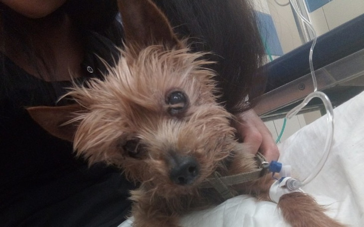 Zbiórka Uratujmy BĄBLA - zdjęcie główne