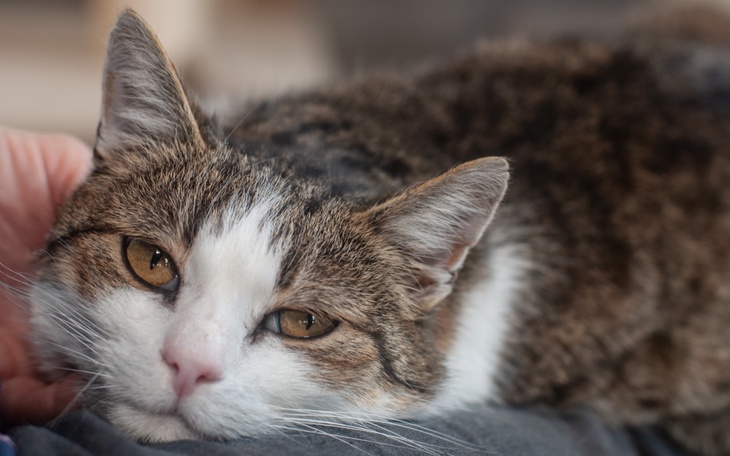 Kot leżący na kolanach, zrelaksowany i spokojny.