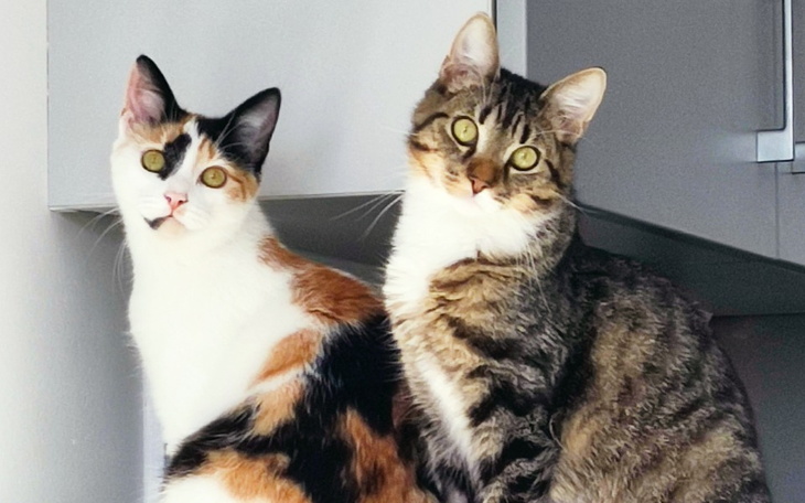 Zbiórka Kostek walczy z FIP - zdjęcie główne