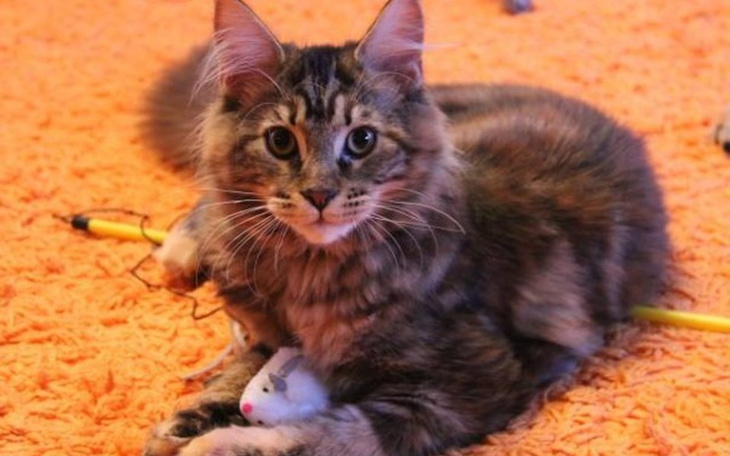 Zbiórka Biga-Maine Coon z białaczką - zdjęcie główne