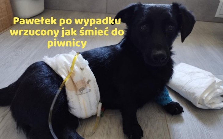 Czarny pies po wypadku, leżący na podłodze z opatrunkiem.