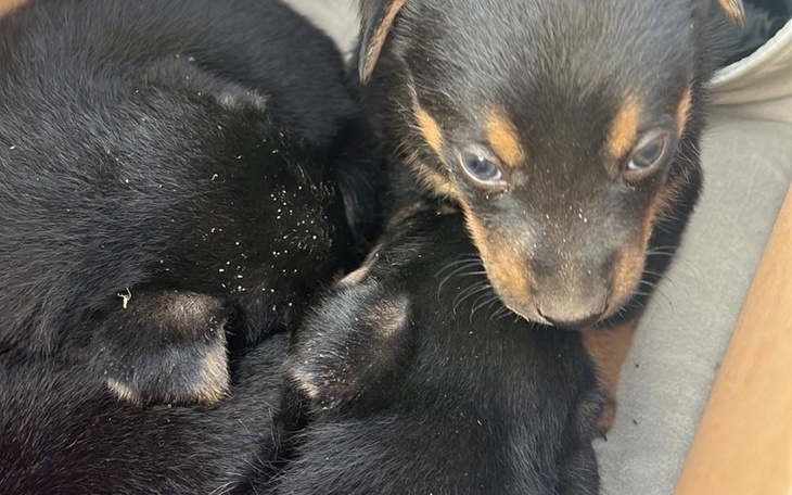 Szczeniaki śpiące razem w jednym koszyku.