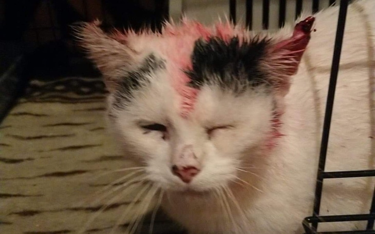 Zbiórka Zosia zbiera na ucięcie uszu - zdjęcie główne