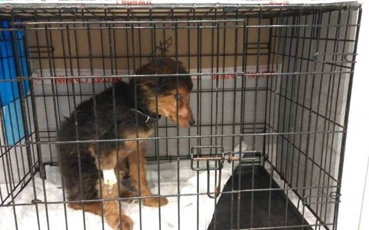 Zbiórka Psie dzieci chore na parwo - zdjęcie główne