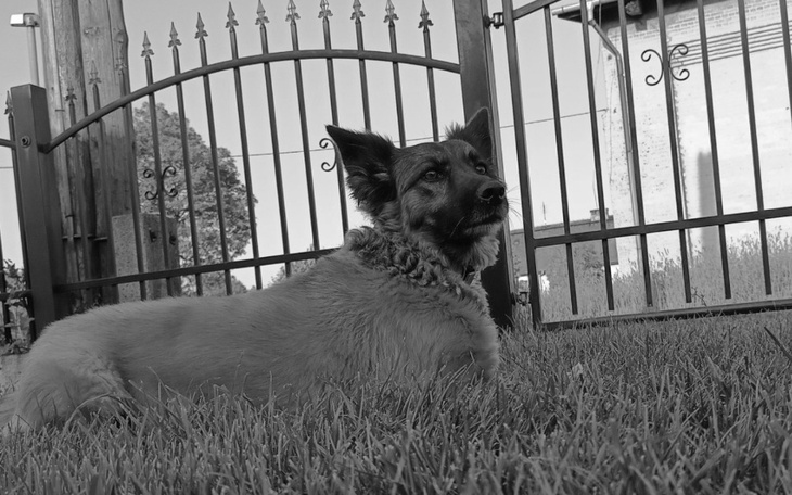 Zbiórka Dyskopatia Mai - zdjęcie główne