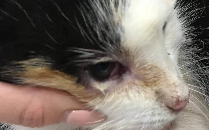 Zbiórka Uratowane życie Kasztanki - zdjęcie główne