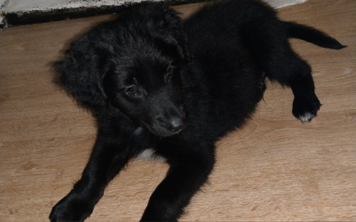 Zbiórka Zbiórka dla Burka.. - zdjęcie główne