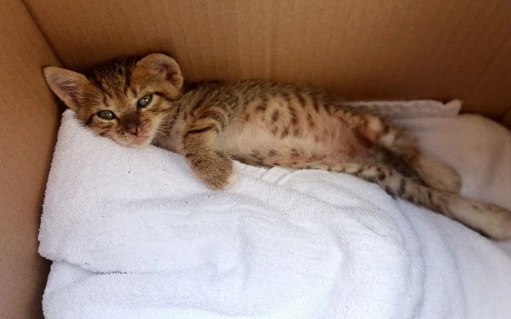 Zbiórka Pomóż greckim kotom - zdjęcie główne