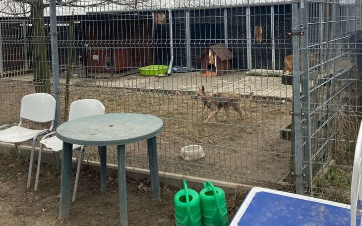 Pies w schronisku, czeka na nowy dom.