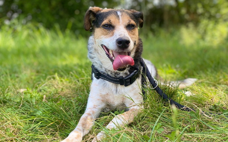 Pies leżący na trawie, z językiem na wierzchu.