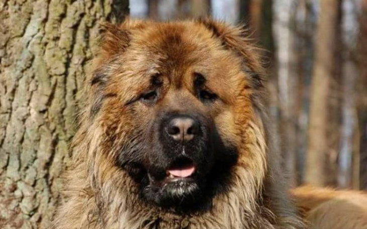 Zbiórka Adopcje Kaukazów- urodzinowa - zdjęcie główne