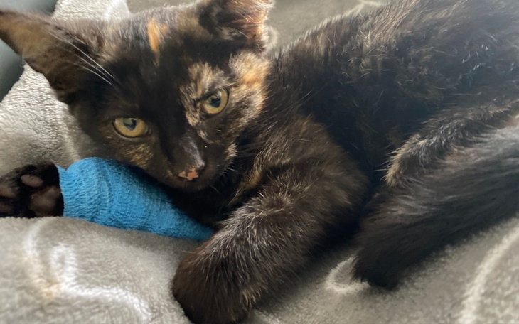 Zbiórka Leczenie Wenus - zdjęcie główne