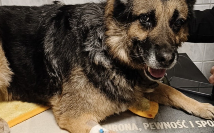 Pies w klinice weterynaryjnej, z opatrunkiem na łapie.