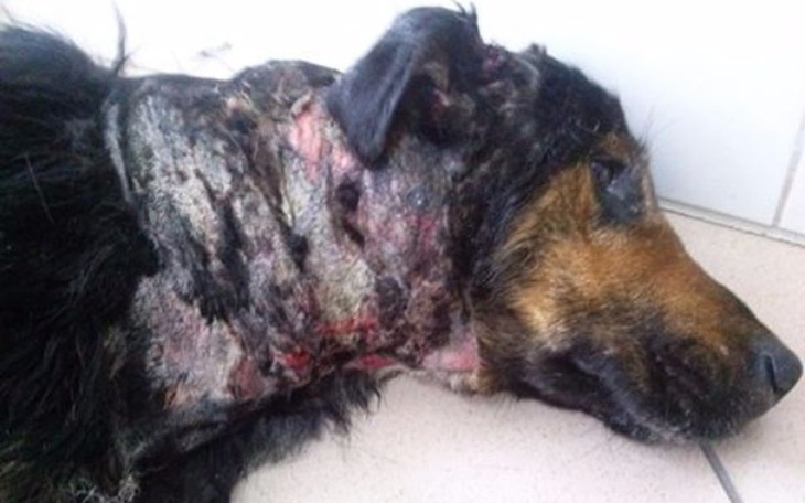 Zbiórka Pomoc dla Perfuma - zdjęcie główne