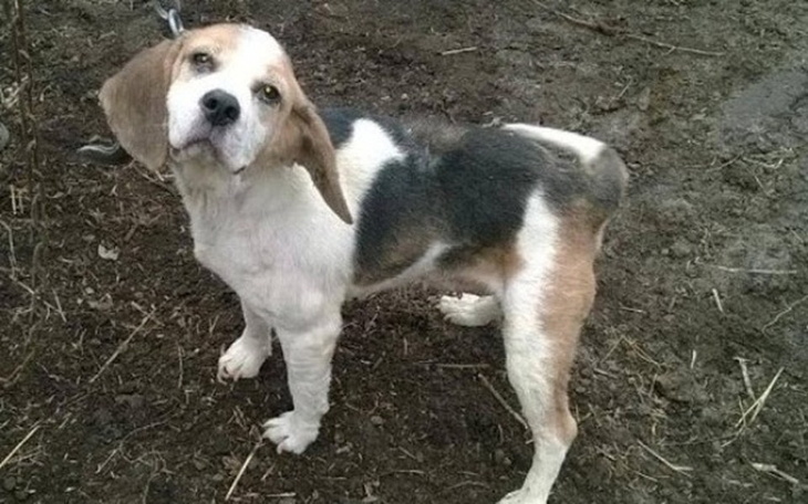 Beagle z ciekawym wyrazem twarzy.