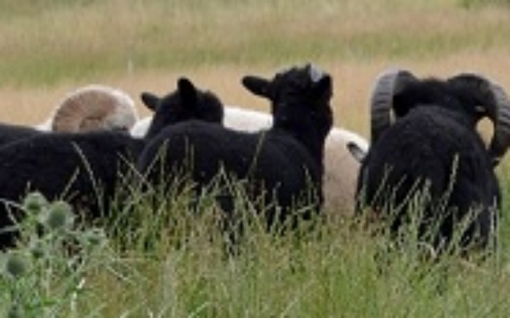 Zbiórka Rzeź czy ŻYCIE Ratujemy 6 ŻYĆ - zdjęcie główne