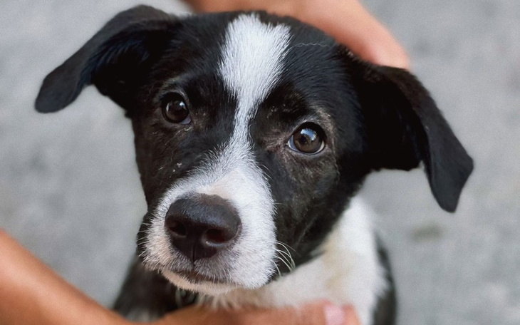 Zbiórka Bezdomny szczeniak z Gruzji - zdjęcie główne