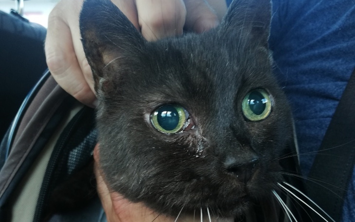 Zbiórka RATUNEK dla 14 LETNIEJ KICI - zdjęcie główne