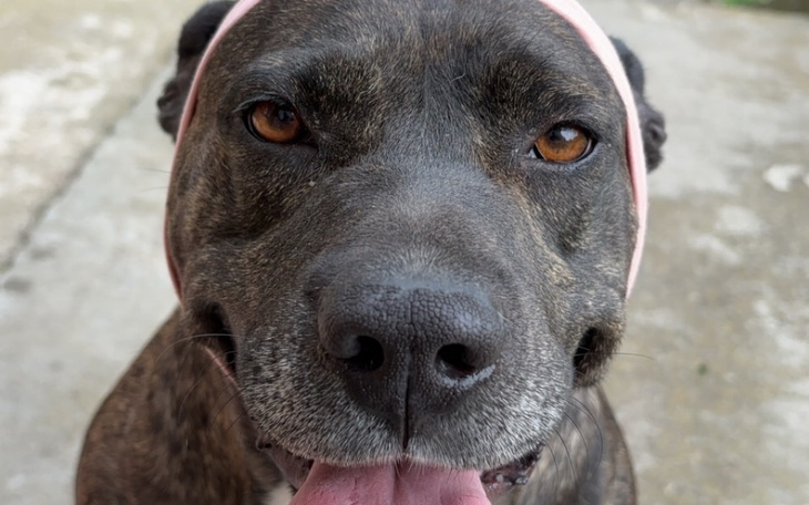 Zbiórka Dla zwierząt - po powodzi. - zdjęcie główne