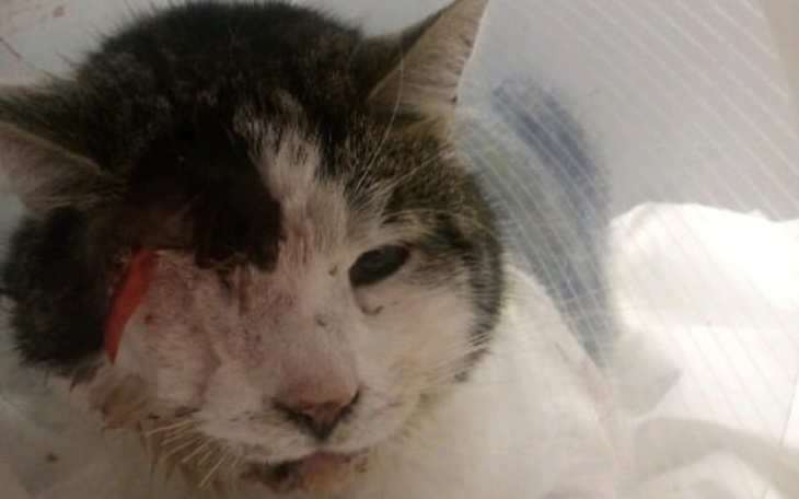 Zbiórka Złamana żuchwa, wypadnięte oko - zdjęcie główne