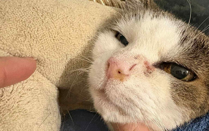 Kot z raną na nosie, w objęciach opiekuna.