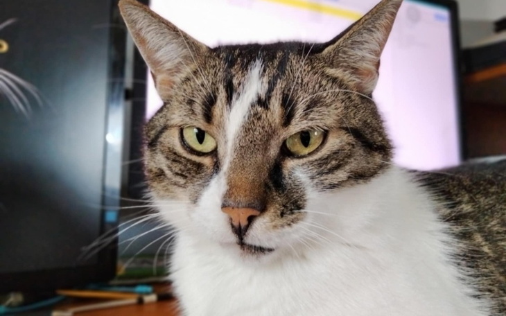 Kot z wyrazistym spojrzeniem, siedzący przed komputerem.