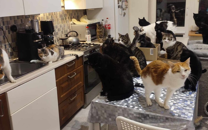 Zbiórka Na świąteczne jedzonko - zdjęcie główne