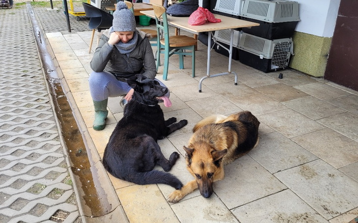 Zbiórka Na karmę gastro dla psów - zdjęcie główne