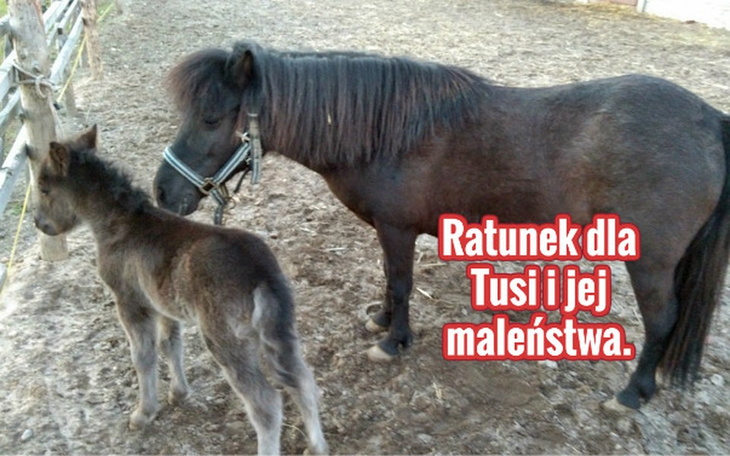 Zbiórka Ratunek dla Tusi i jej maleństwa - zdjęcie główne