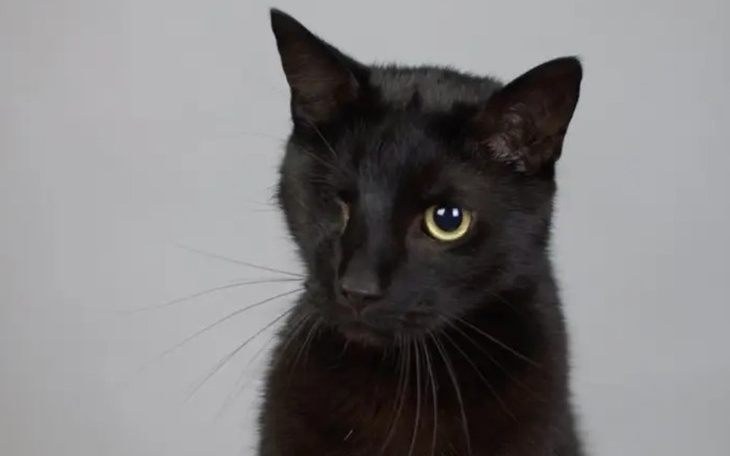 Zbiórka Leczenie pana Gremlina - zdjęcie główne