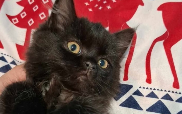 Zbiórka Sterylizacja u kotki lusi. - zdjęcie główne