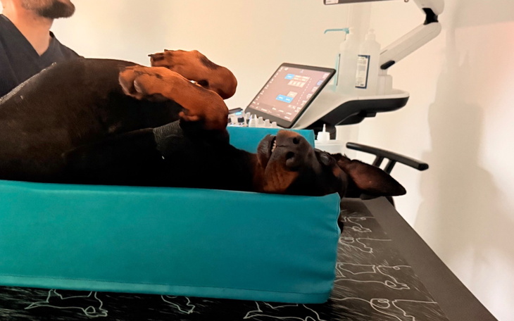 Pies w pozycji relaksacyjnej, leżący na plecach.