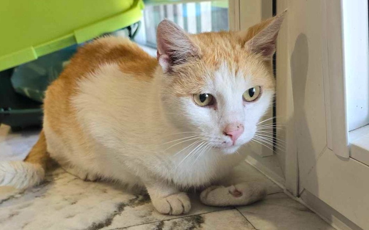 Biały kot z pomarańczowymi łatami siedzi w pomieszczeniu.