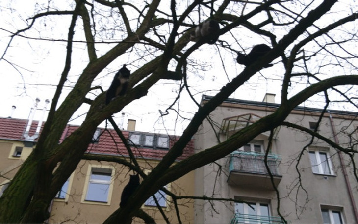 Zbiórka Pomóż napełnić brzuszki Kotełków - zdjęcie główne