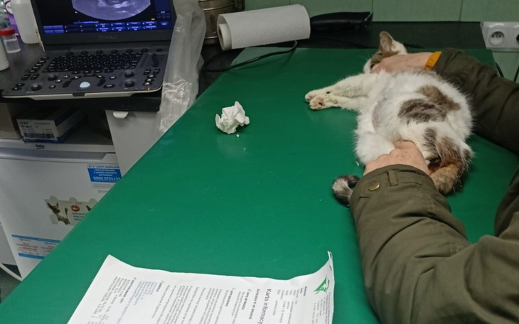 Kot na stole w weterynarii, z osobą trzymającą go za brzuch.