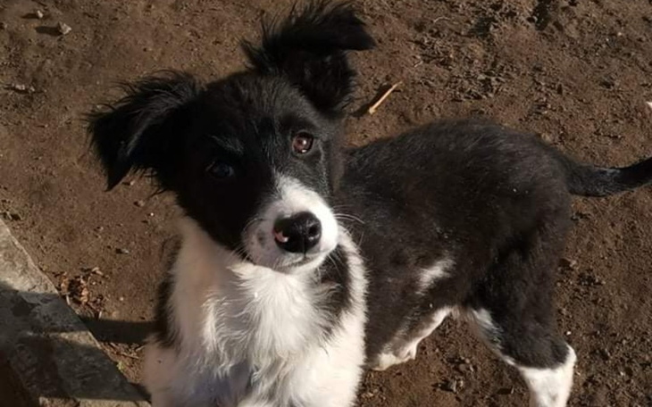 Zbiórka Transport szczeniaka z Ukrainy - zdjęcie główne