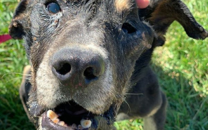 Zbiórka Dunaj umrze z głodu w cierpieniu - zdjęcie główne