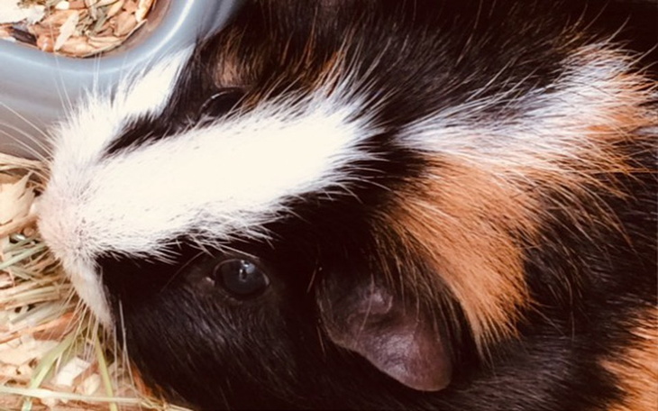 Zbiórka Ratujmy Gryzonie - zdjęcie główne