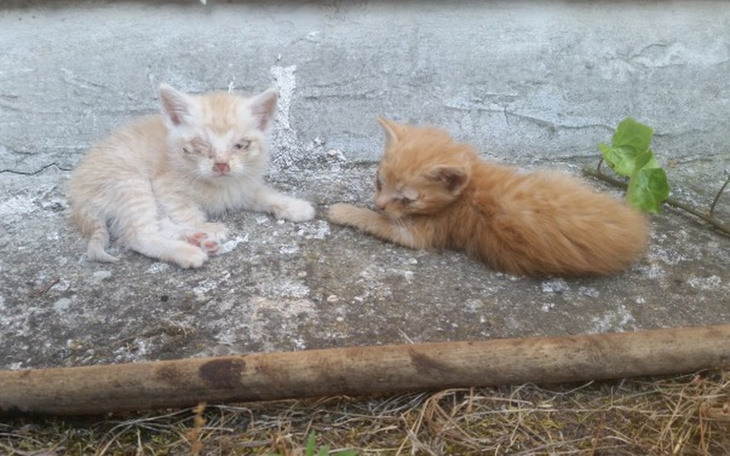 Zbiórka 4 wychudzone kocięta z działek - zdjęcie główne